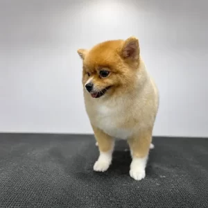 Pomeranian dog after professional grooming service in Abu Dhabi