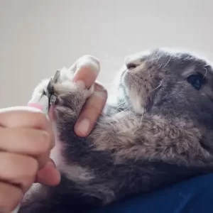 rabbit grooming in Al Ain