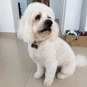 Shih Tzu dog after professional grooming in Abu Dhabi