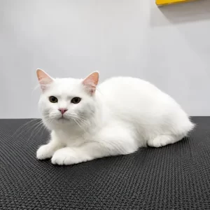 White cat after professional grooming service in Abu Dhabi