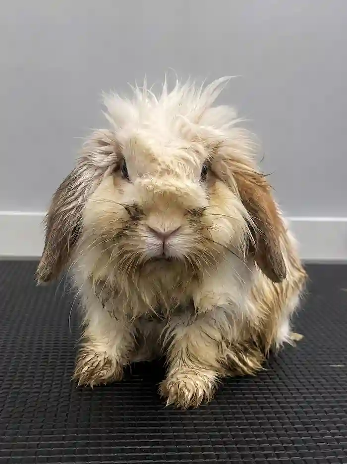 rabbit-before-1