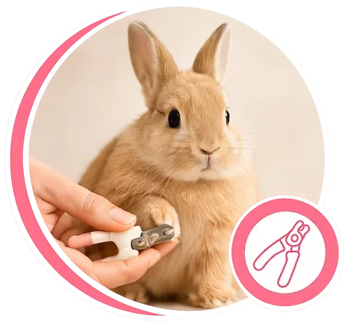 Nail Trimming Full Grooming in Abu Dhabi