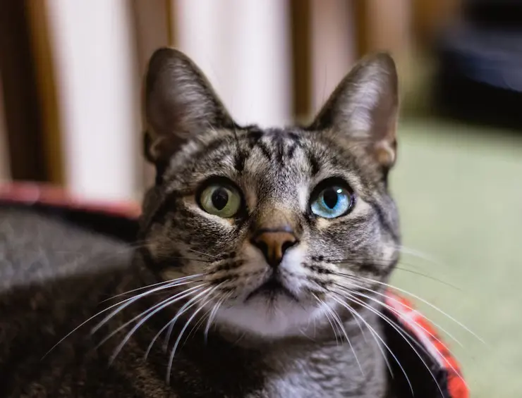 cats vision
