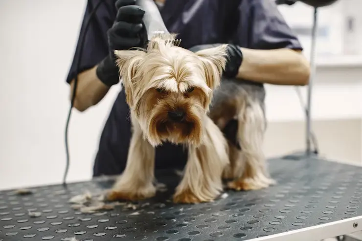 pet grooming Abu Dhabi