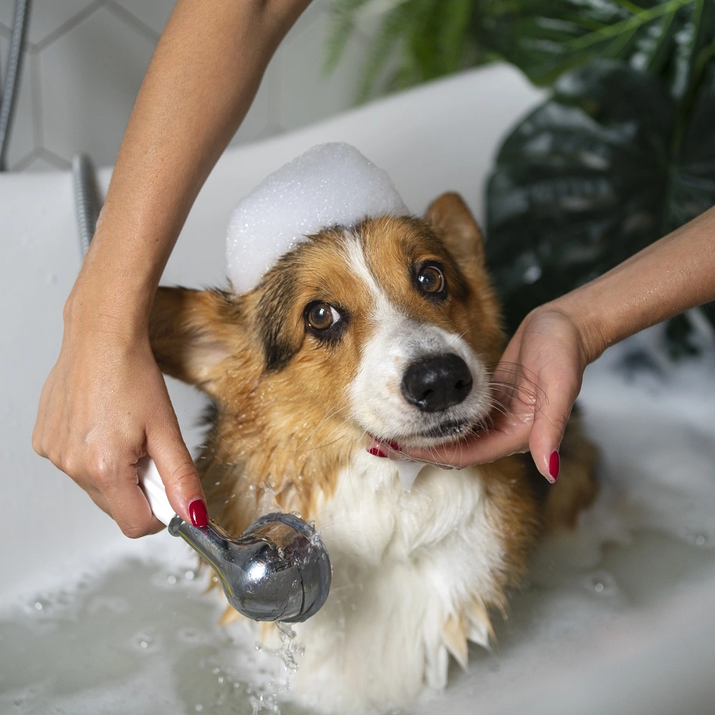 How Often Should You Bathe Your Dog? Guide to Grooming and Hygiene